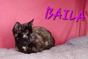 Photo de BAILA