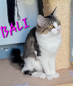 Photo de BALI (Chatonne)