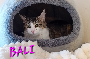 Photo de BALI (Chatonne)