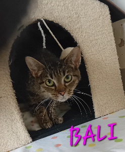 Photo de BALI