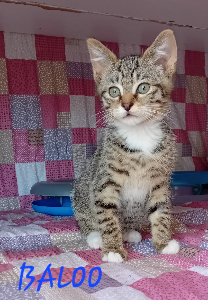 Photo de BALOO
