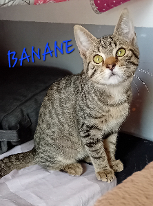 Photo de BANANE