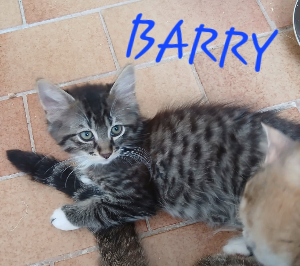 Photo de BARRY