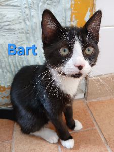 Photo de BART