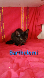 Photo de BARTHELEMI