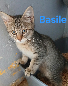 Photo de BASILE