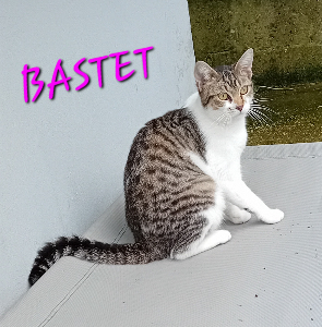 Photo de BASTET
