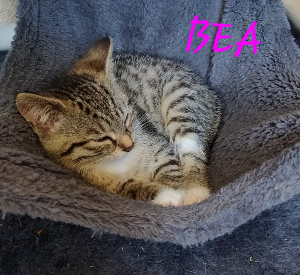 Photo de BEA