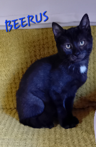 Photo de BEERUS