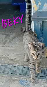 Photo de BEKI