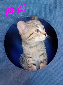 Photo de BEKI
