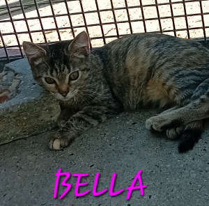 Photo de BELLA