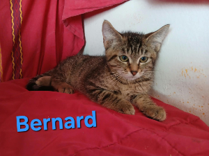 Photo de BERNARD