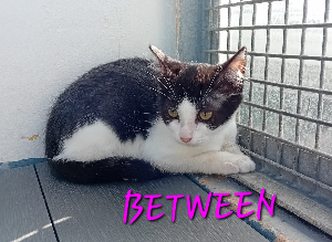 Photo de BETWEEN