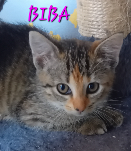 Photo de BIBA