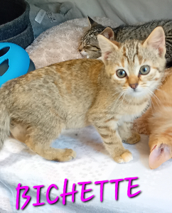 Photo de BICHETTE
