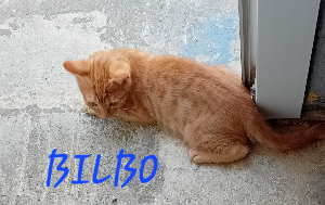 Photo de BILBO