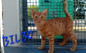 Photo de BILBO