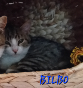 Photo de BILBO
