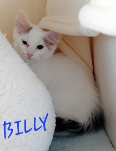 Photo de BILLY