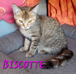 Photo de BISCOTTE, maintenant PUPUCE