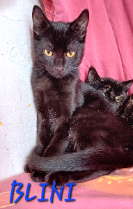 Photo de BLINI