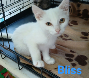 Photo de BLISS