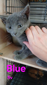 Photo de BLUE