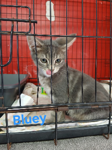 Photo de BLUEY
