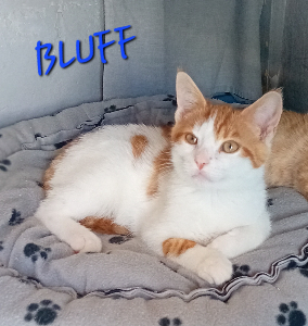 Photo de BLUFF
