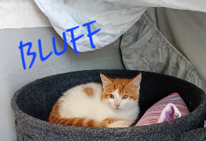 Photo de BLUFF