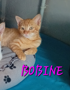Photo de BOBINE