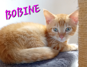 Photo de BOBINE