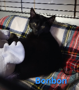 Photo de BONBON maintenant BARNEY