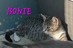 Photo de BONIE