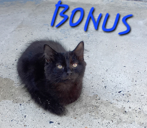 Photo de BONUS