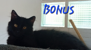 Photo de BONUS