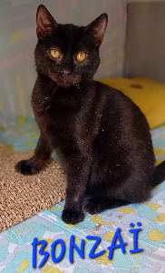 Photo de BONZAÏ