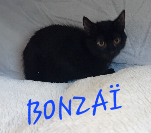 Photo de BONZAÎ