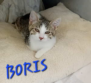 Photo de BORIS