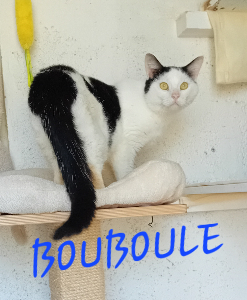 Photo de BOUBOULE