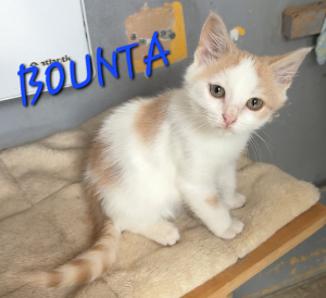 Photo de BOUNTA