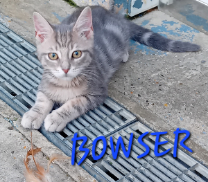 Photo de BOWSER