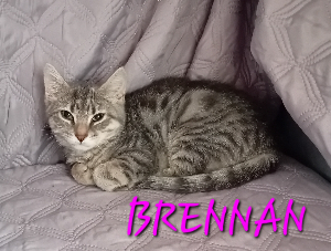 Photo de BRENNAN