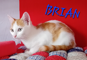 Photo de BRIAN