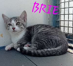 Photo de BRIE