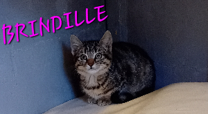 Photo de BRINDILLE
