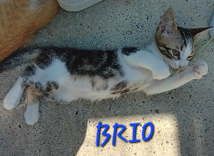 Photo de BRIO