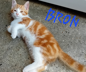 Photo de BRON