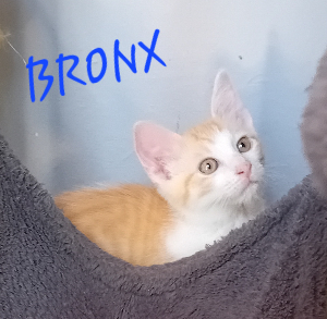 Photo de BRONX